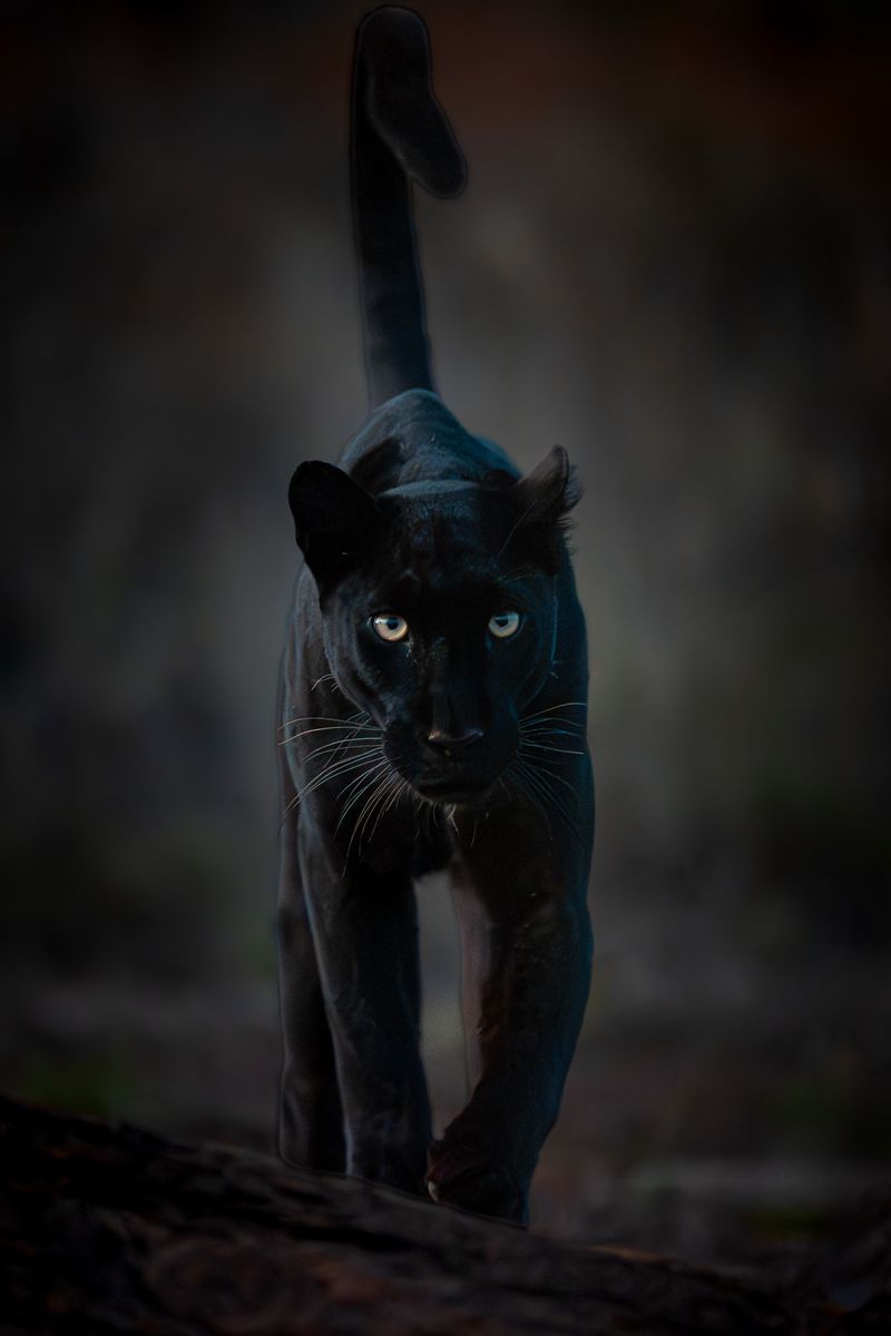 Black Shadow